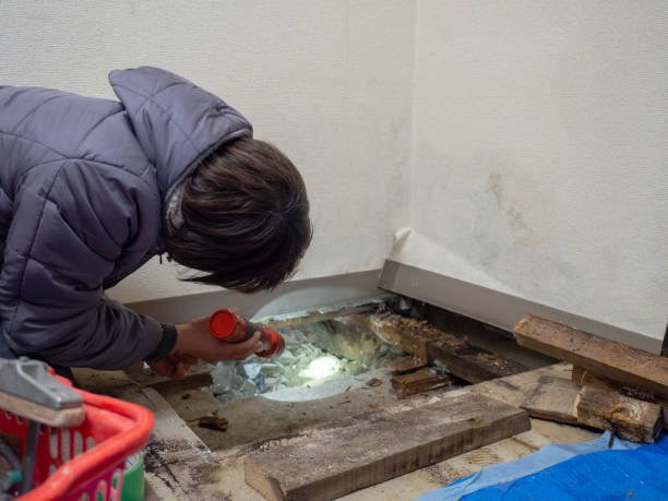 Best Black Mold Removal  in Mcconnelsville, OH