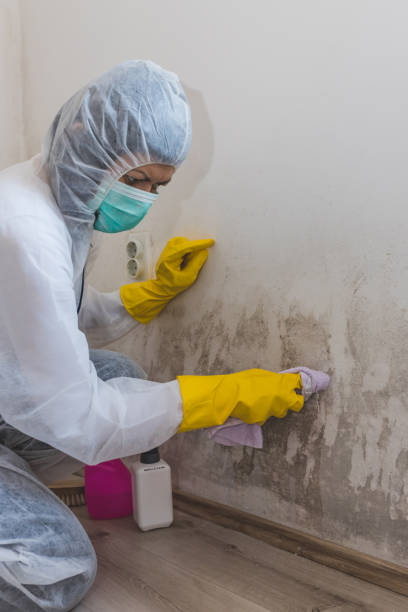 Best Mold Remediation for Healthcare Facilities  in Mcconnelsville, OH